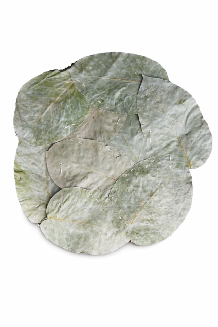 Dry Saal Leaf Plates (100 Pieces)